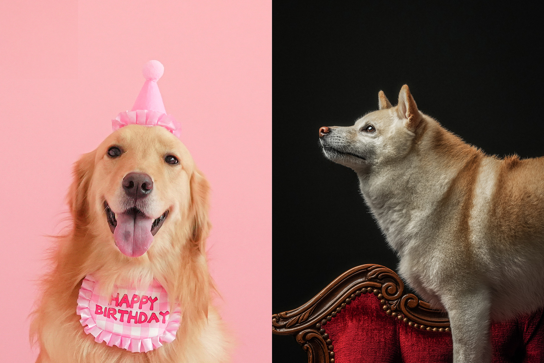 ドッグ１プラン