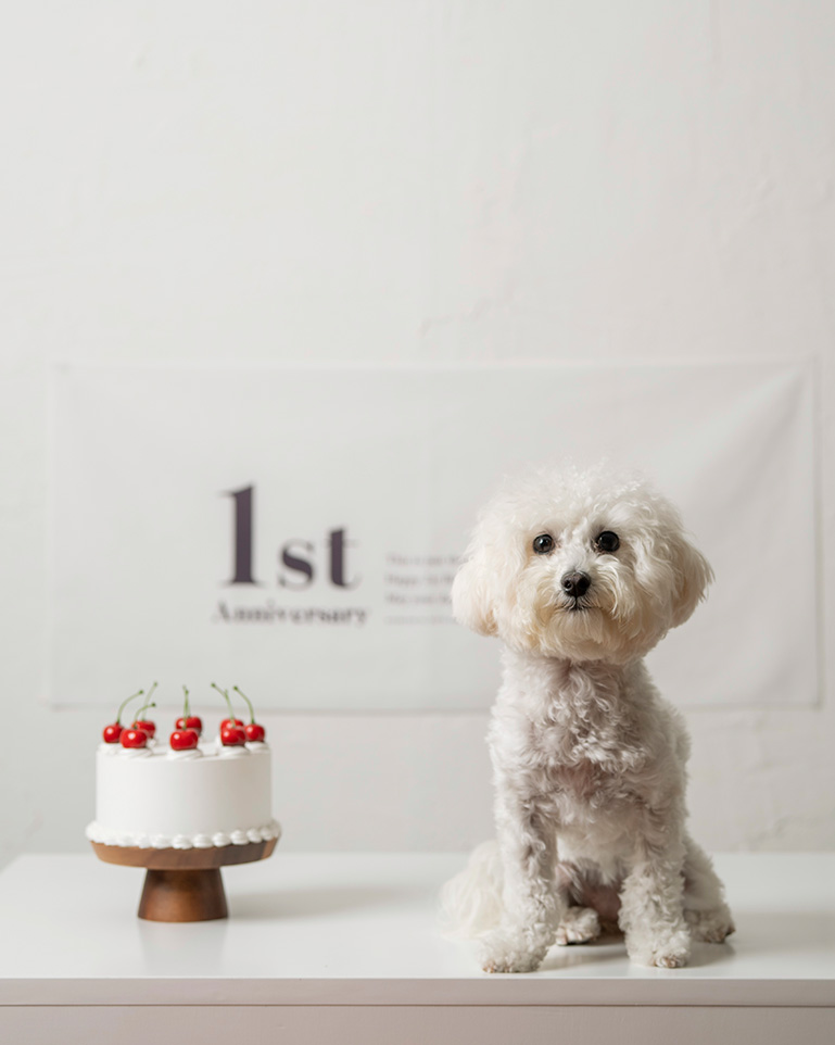 カラー撮影プラン