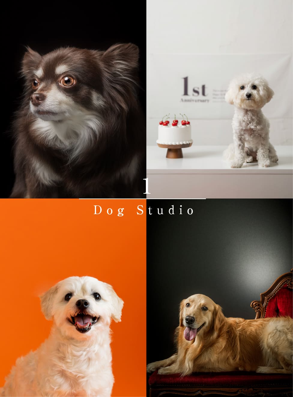Dog Studio 1