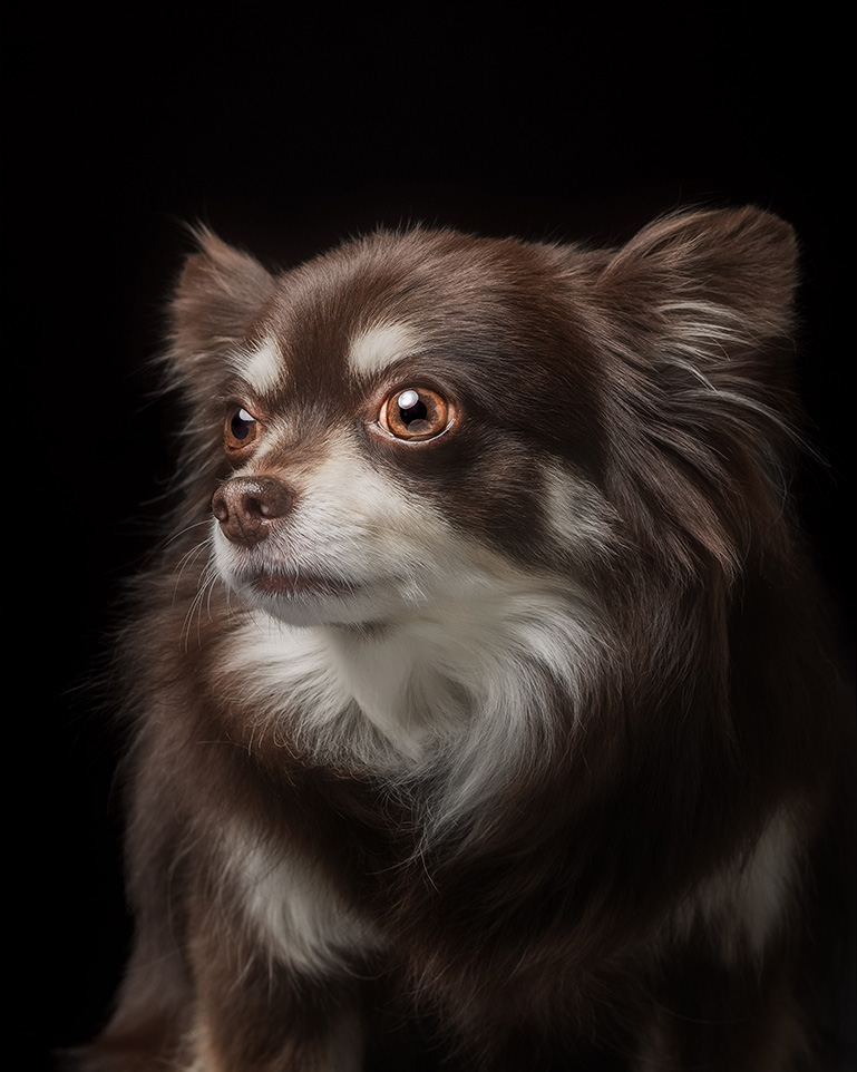 肖像撮影プラン